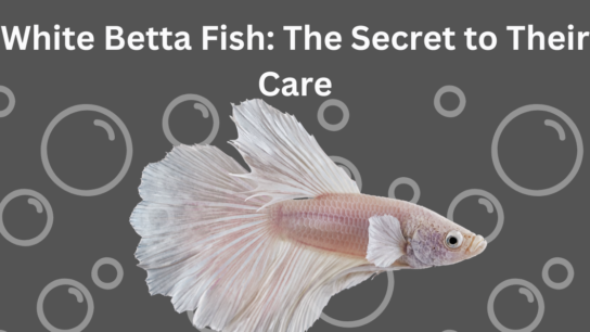 White Betta Fish: The Secret to Their Care